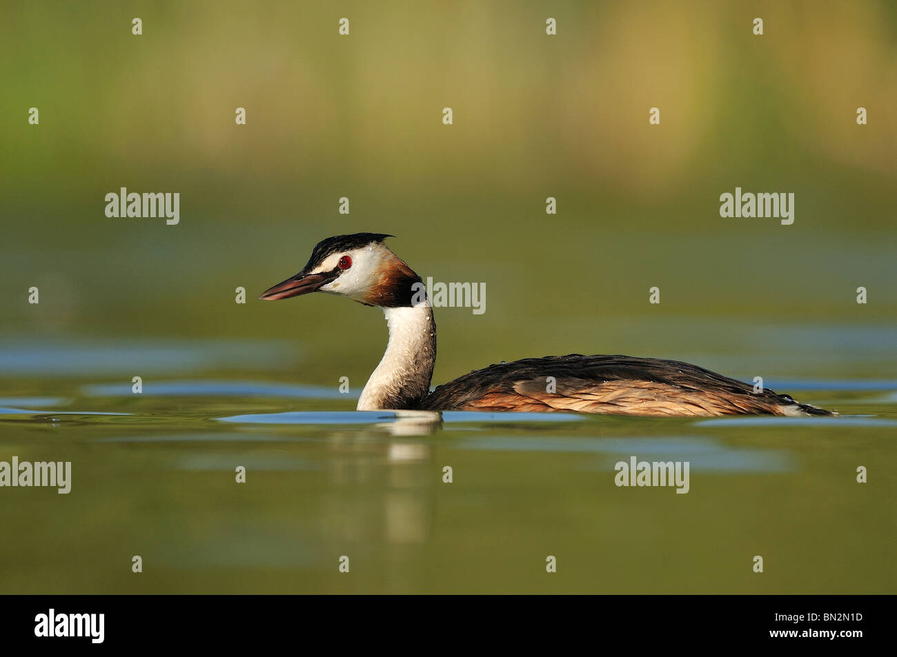 Adult of Great Crested Grebe (Podiceps cristatus) in the wetland to the late afternoon. Stock Photo