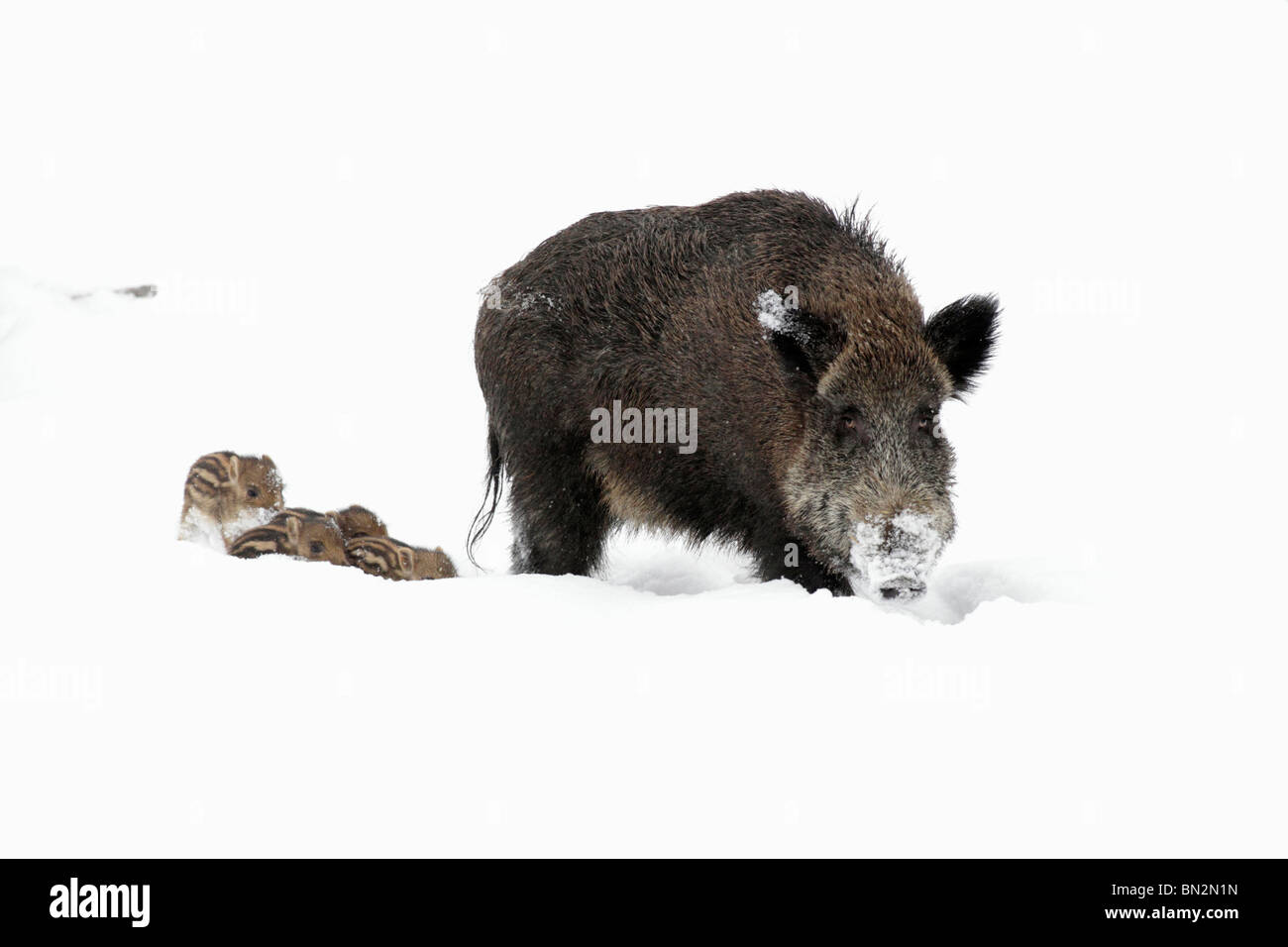 European Wild Pig or Boar, (Sus scrofa), sow leading her four piglets though snow covered forest, winter, Germany Stock Photo