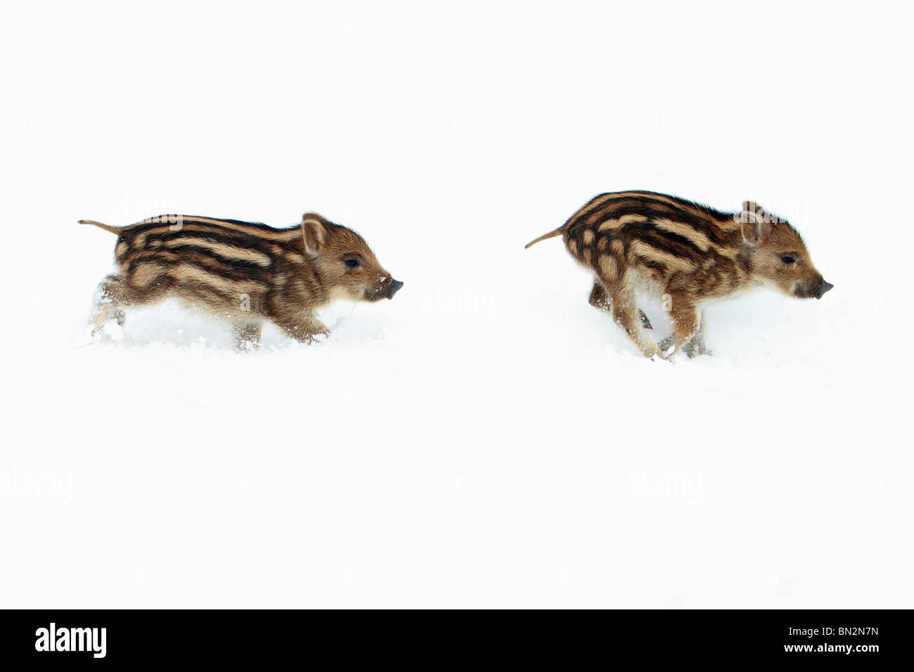 European Wild Pig or Boar (Sus scrofa) two piglets running through snow, Germany Stock Photo