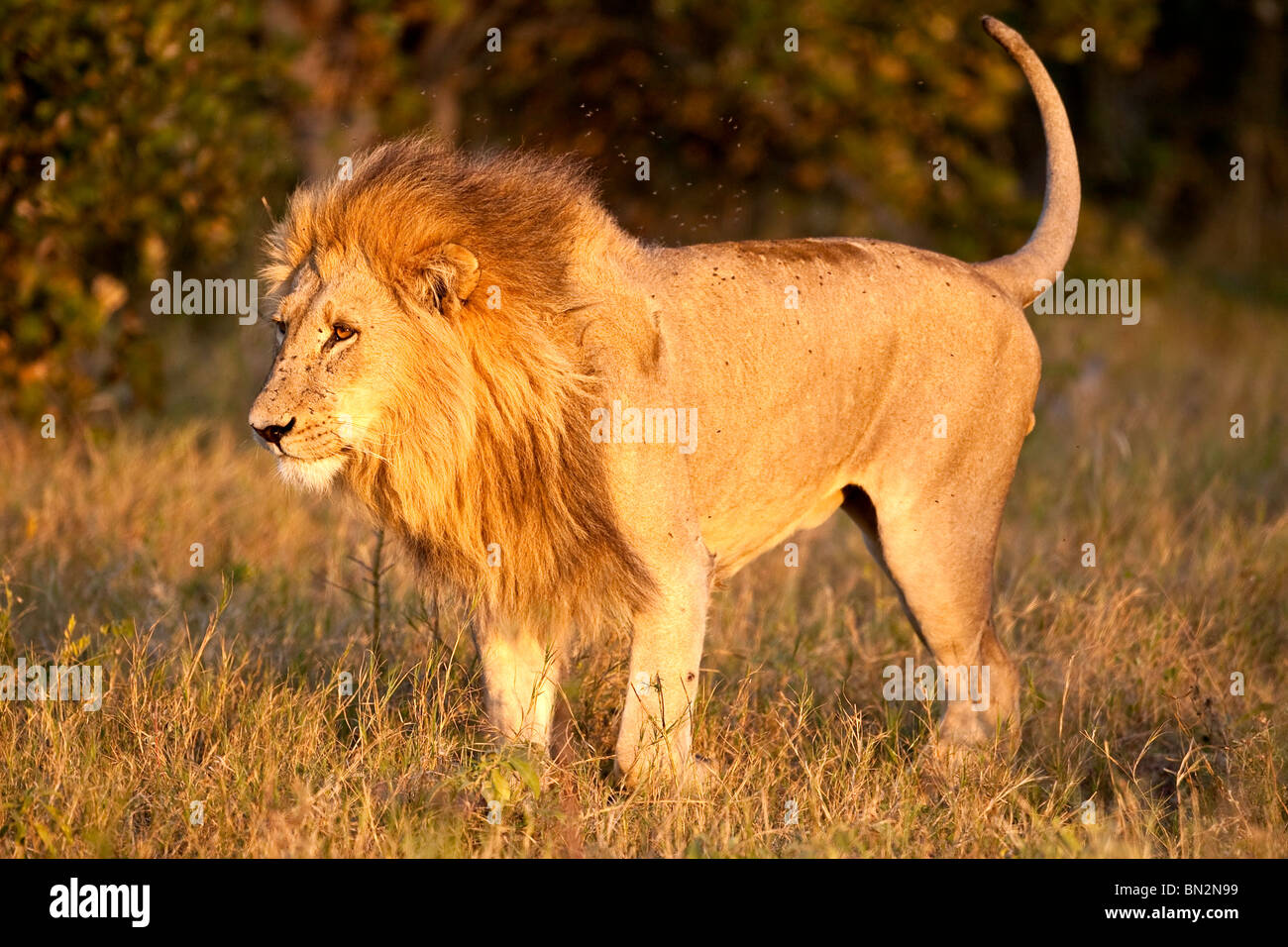 Black-maned Lion walking in the evening sun Stock Photo