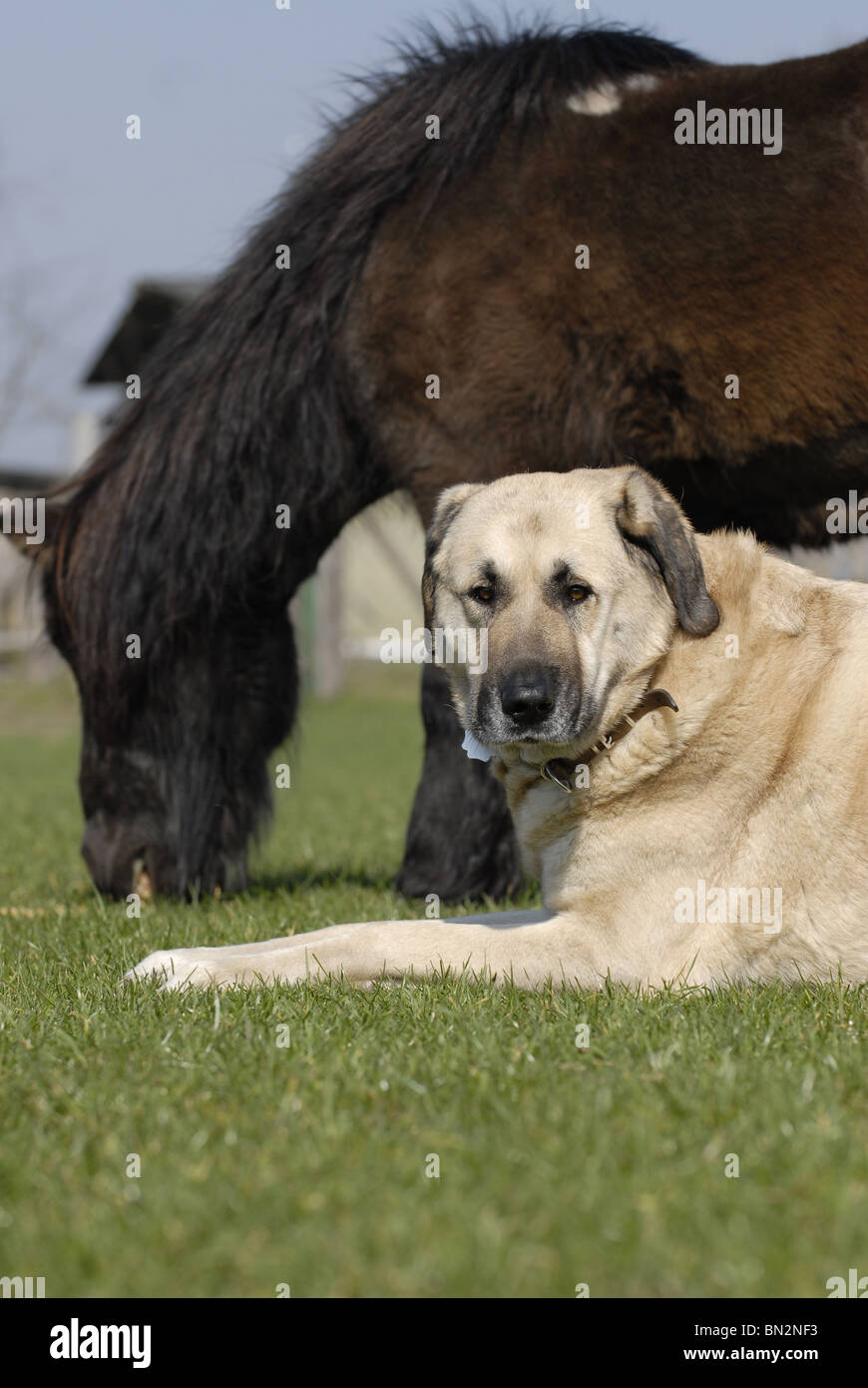 horse & dog Stock Photo Alamy