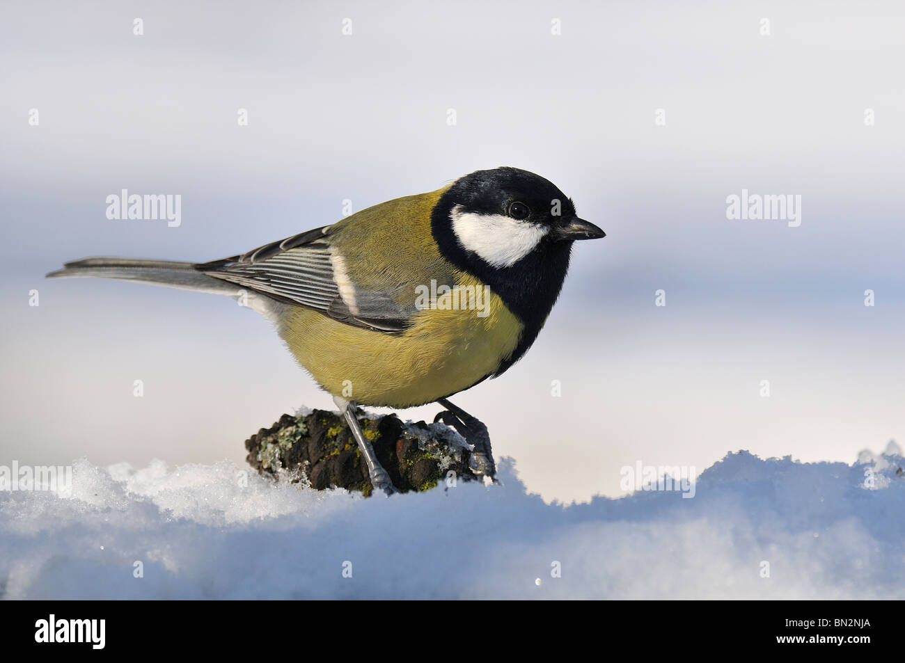 Great Tit (Parus major) after the snowfall on a pineapple in the soil. Stock Photo