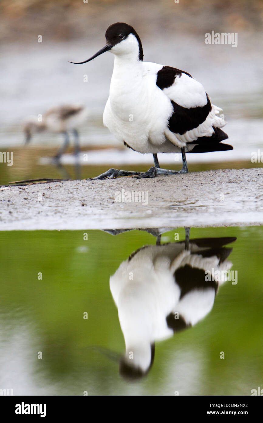 Avocet; Recurvirostra avosetta; adult and chick at water's edge Stock Photo