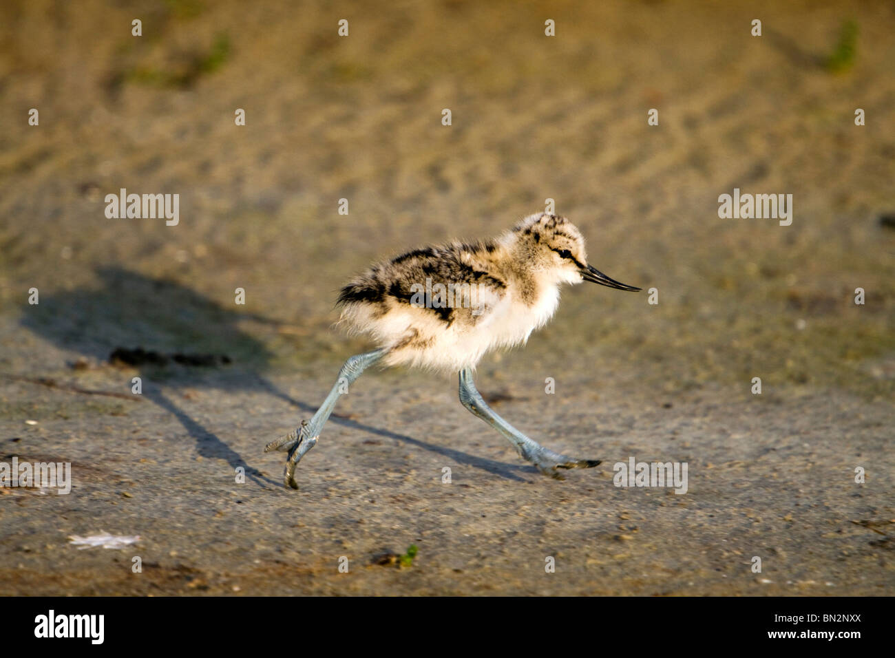 Avocet; Recurvirostra avosetta; chick running Stock Photo