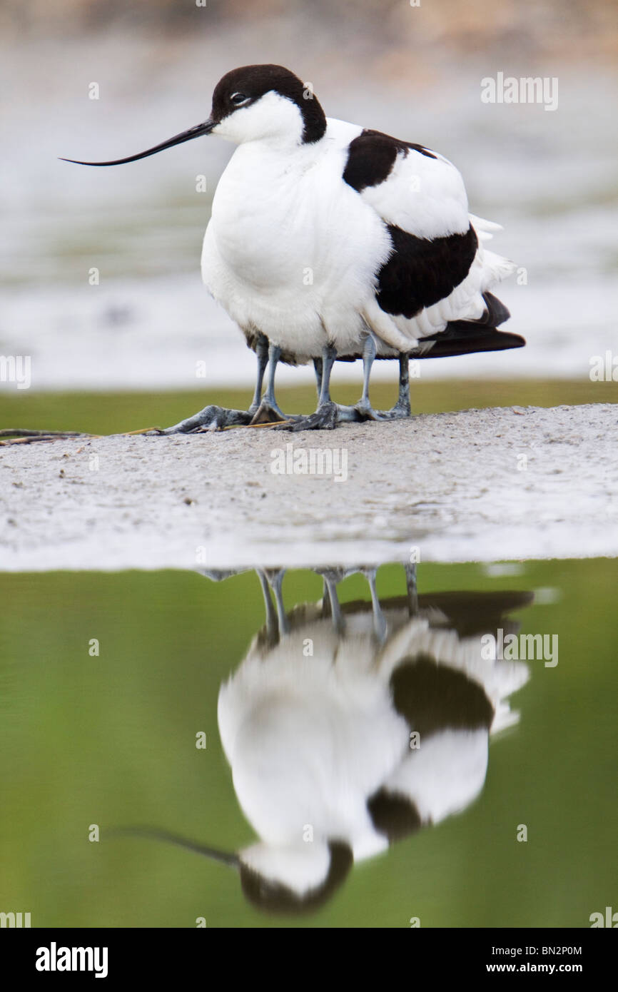 Avocet; Recurvirostra avosetta; adult and chick; chick hidden in adult plumage Stock Photo