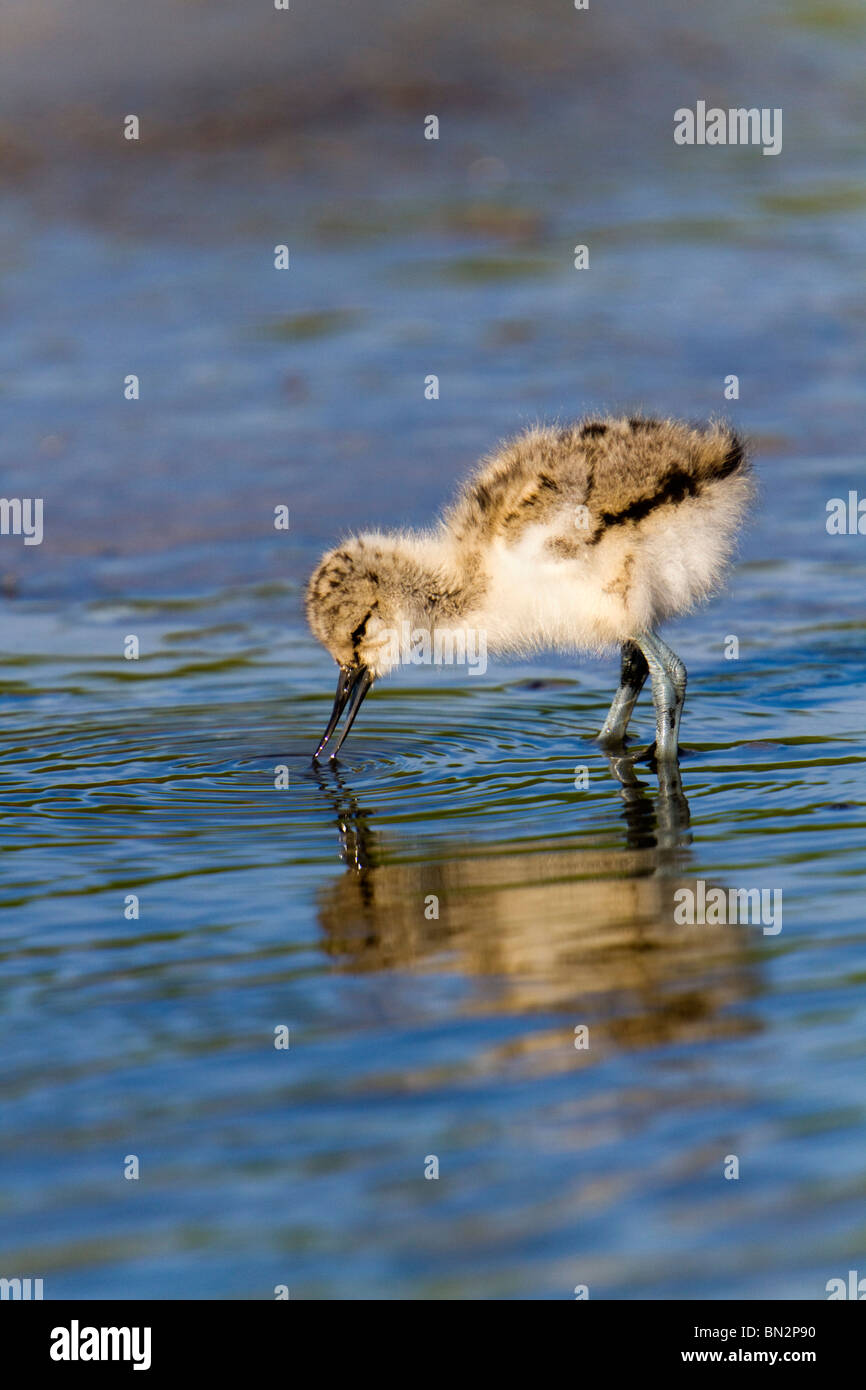 Avocet; Recurvirostra avosetta; chick in water Stock Photo
