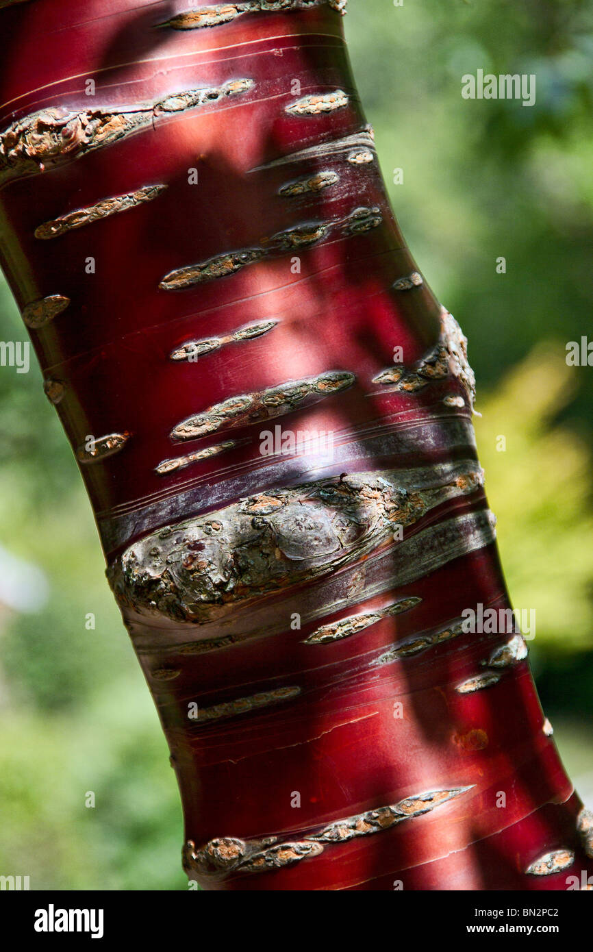 Deep red shiny bark of the Tibetan Cherry (Prunus serrula) tree in Spring in Sussex, UK Stock Photo