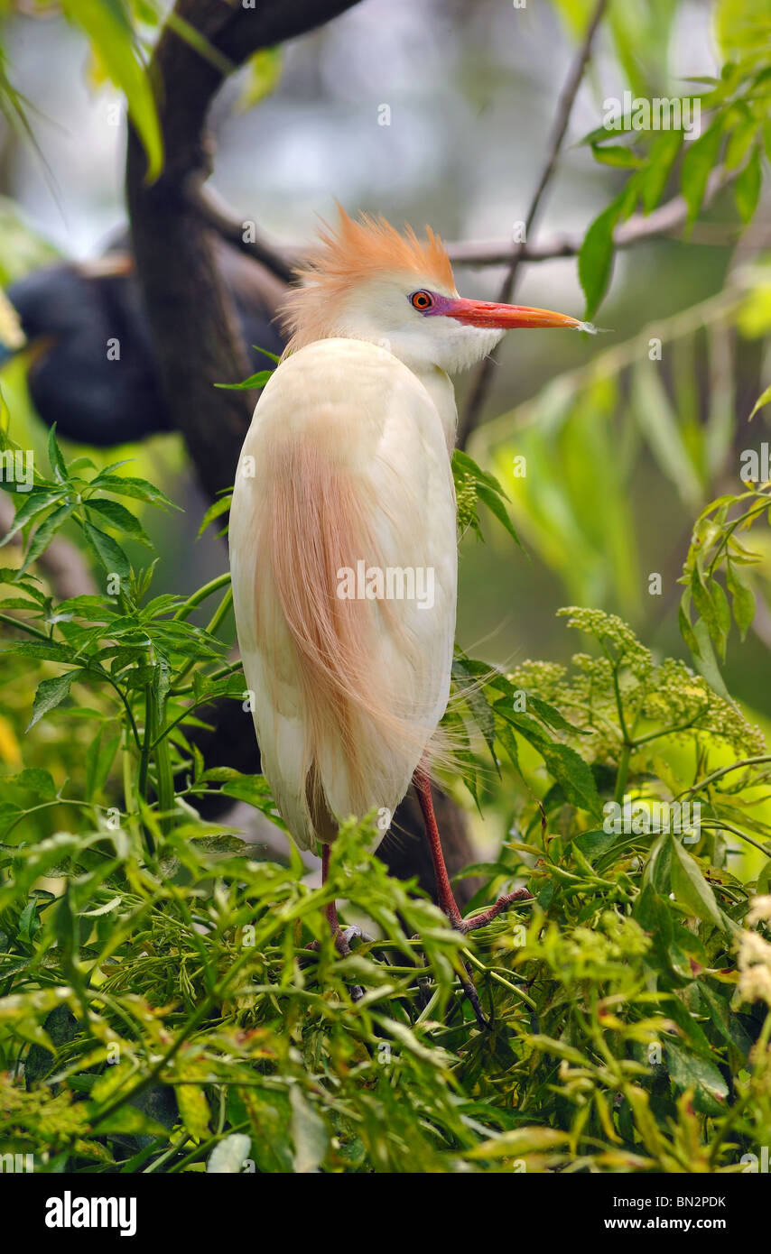 Cattle Egret (Bubulcus ibis), a member of the wading group that sometimes prefers the fields in cattle country Stock Photo