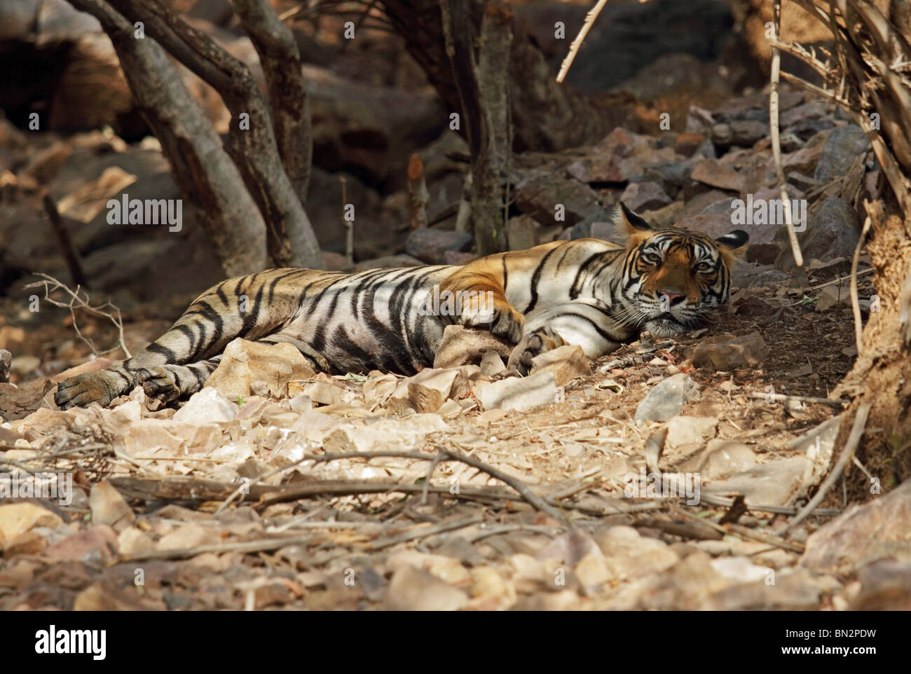 Tiger Resting Under A Tree Shade And Looking In Ranthambhore National