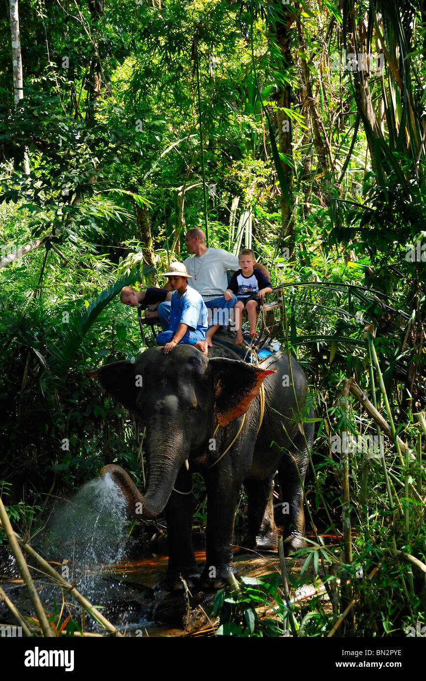 Elephant camp, Khao Lak, Thailand, Southeast Asia Stock Photo ...