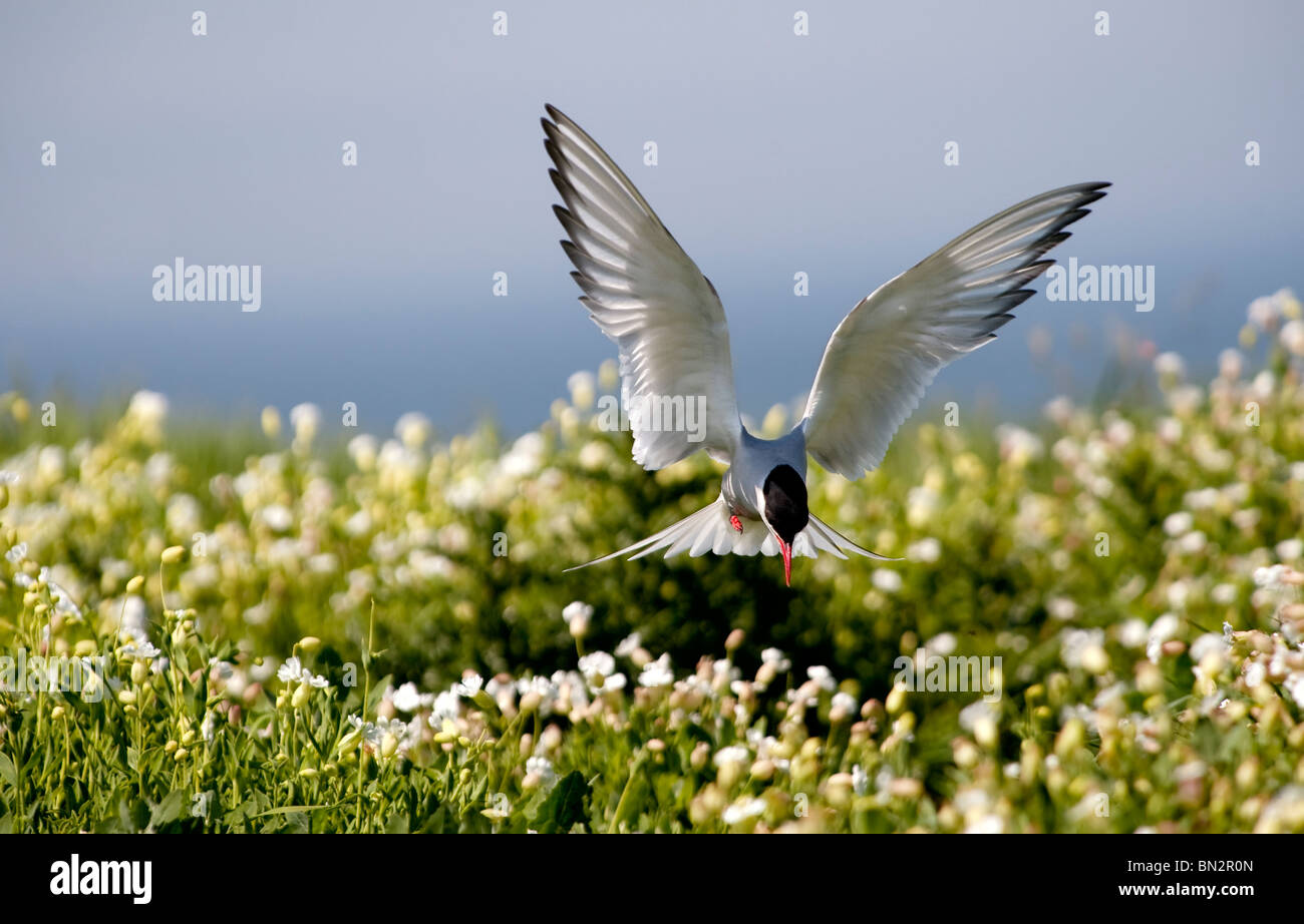 Arctic Tern Sterna paradisaea  in flight hovering over wild flowers on Inner Farne part of the Farne Islands in on the Northumberland coast. Stock Photo