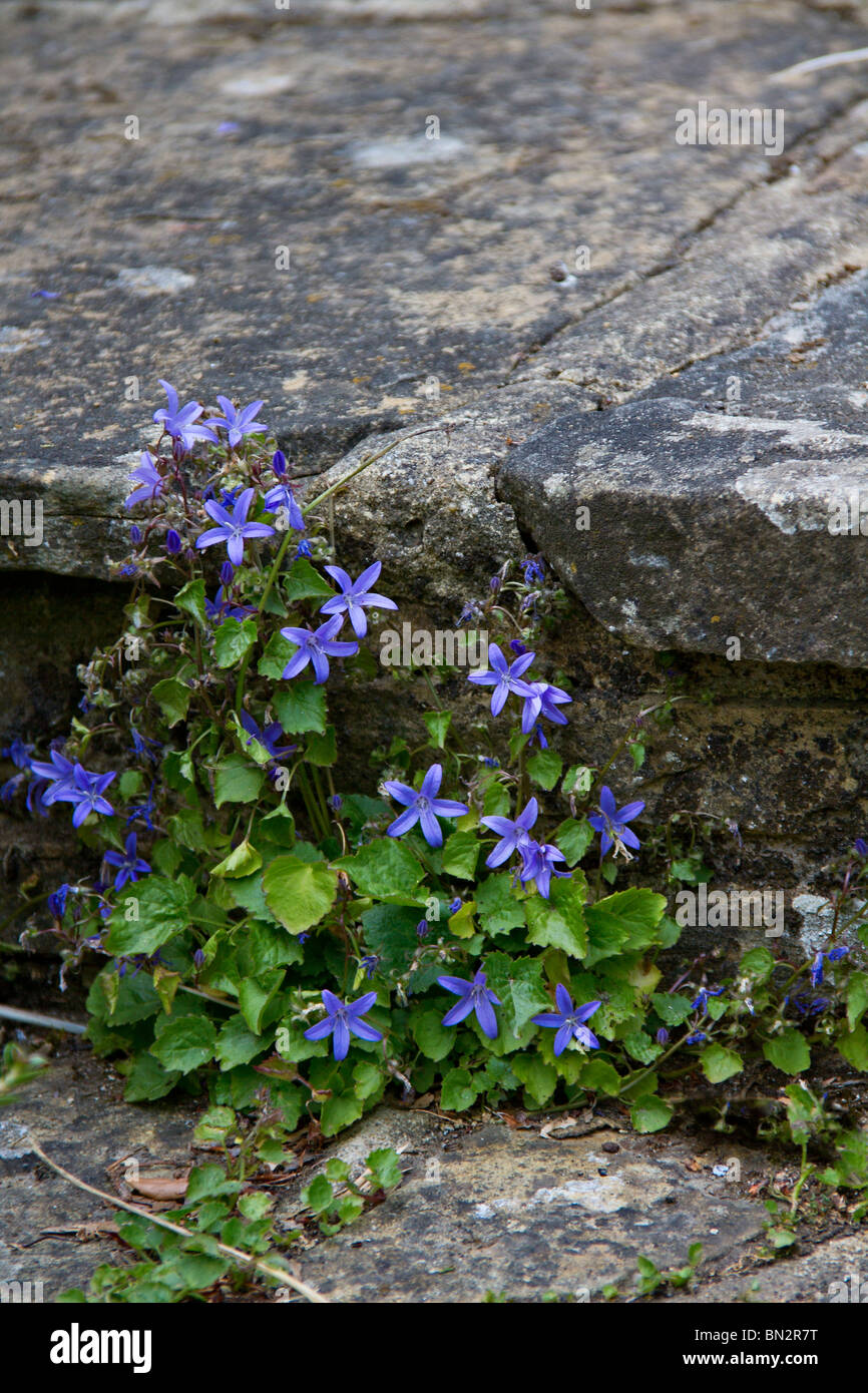 Pretty blue Bellflowers (Campanula poscharskyana) growing up old garden steps in Spring in Sussex, UK Stock Photo