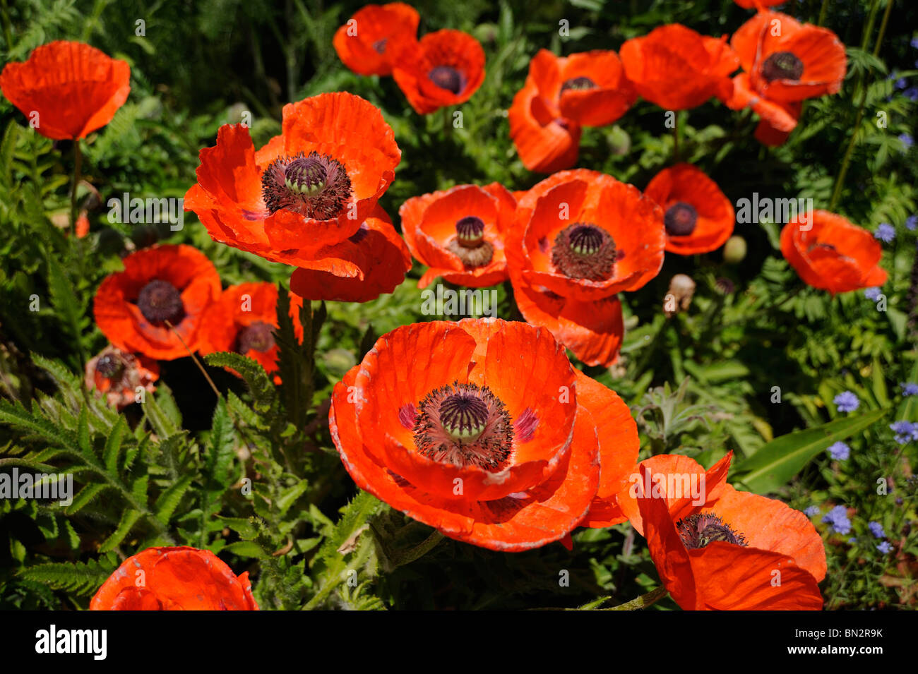 Red poppies in flower Stock Photo