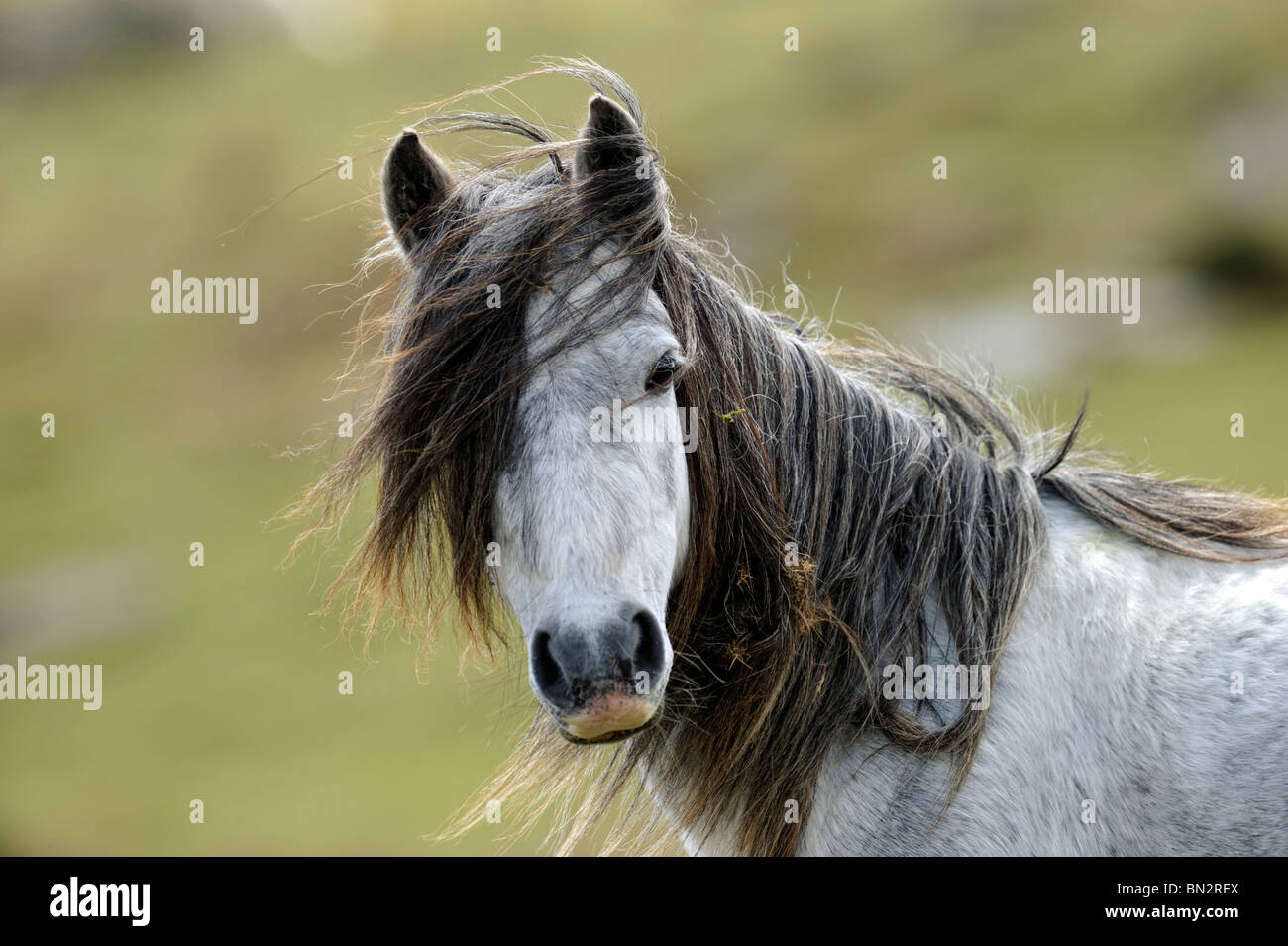 Wild_horse hi-res stock photography and images - Alamy