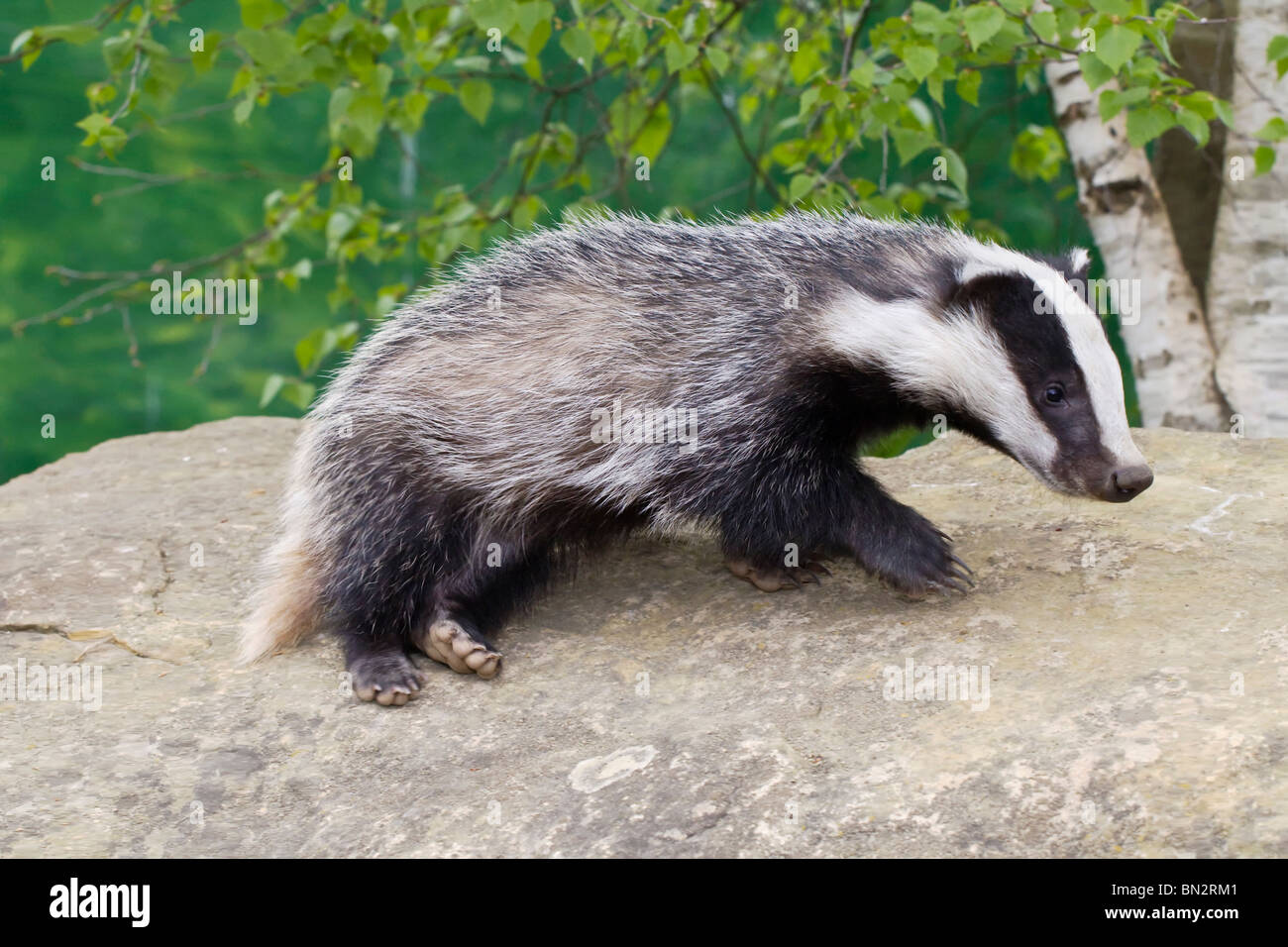 A young female badger cub searching around and about Stock Photo