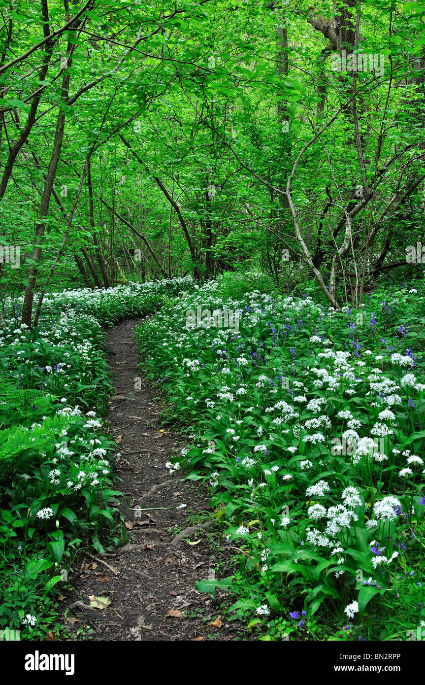 Oysters Coppice, Wiltshire, UK. May 2010 Stock Photo