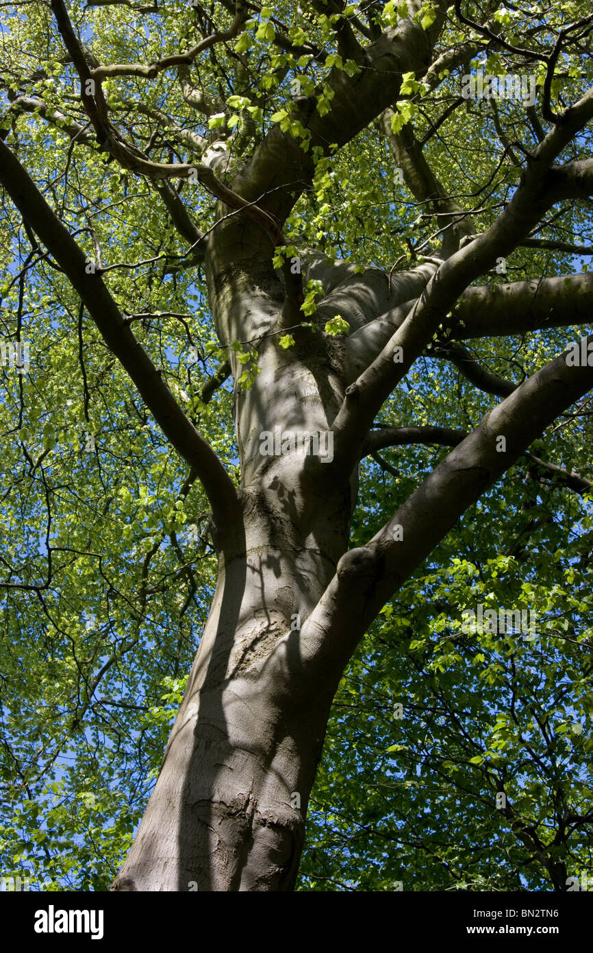 Worm's eye view of beech tree Stock Photo - Alamy