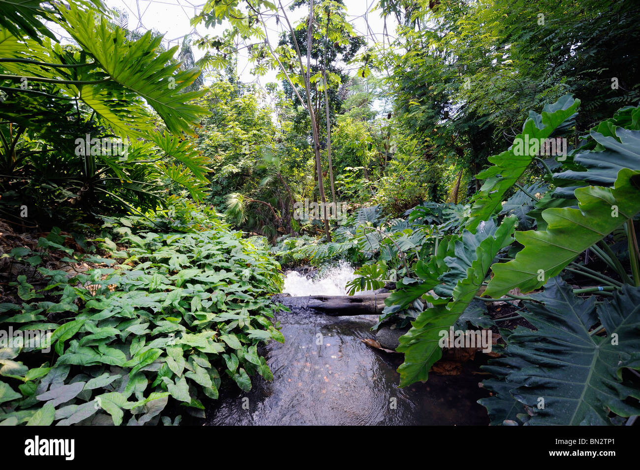 Stream inside the tropical dome at the Eden project Stock Photo