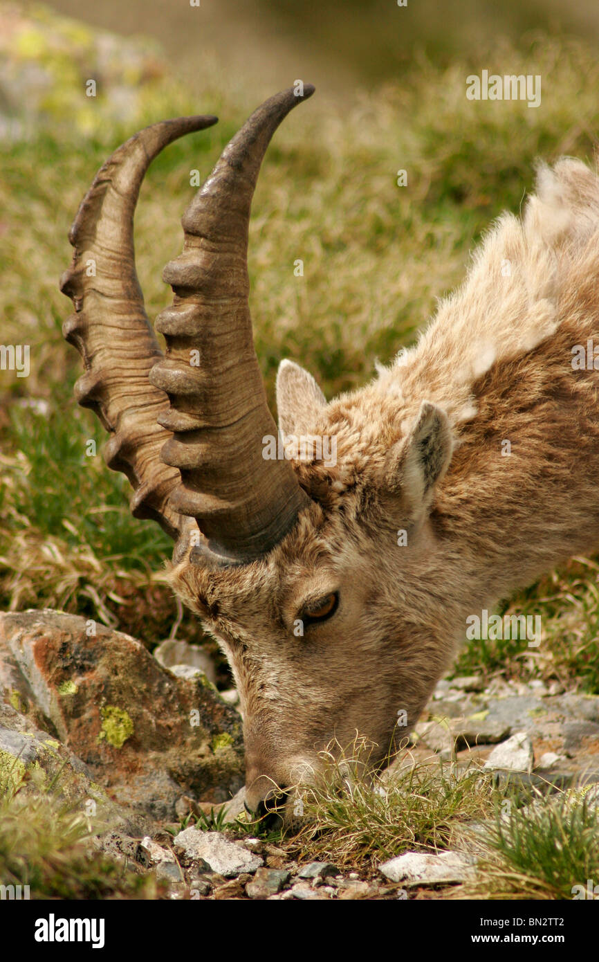 Alpine Ibex (Capra ibex) in the Mont Blanc Massif, near Chamonix-Mont-Blanc, France, Europe Stock Photo