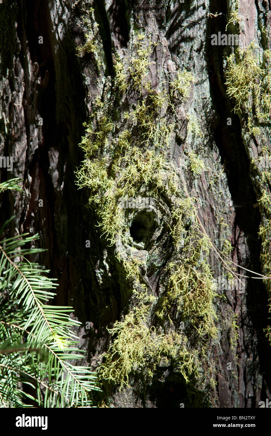 moss on a California redwood tree Stock Photo Alamy