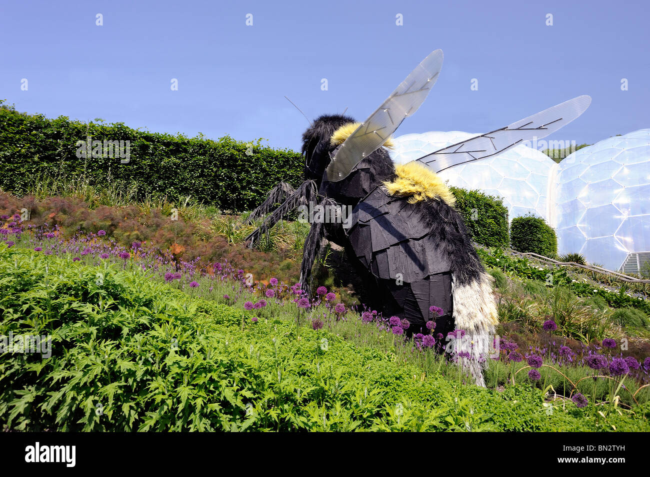 A giant model Bee amongst the flowers with a dome in the background at the Eden project Stock Photo