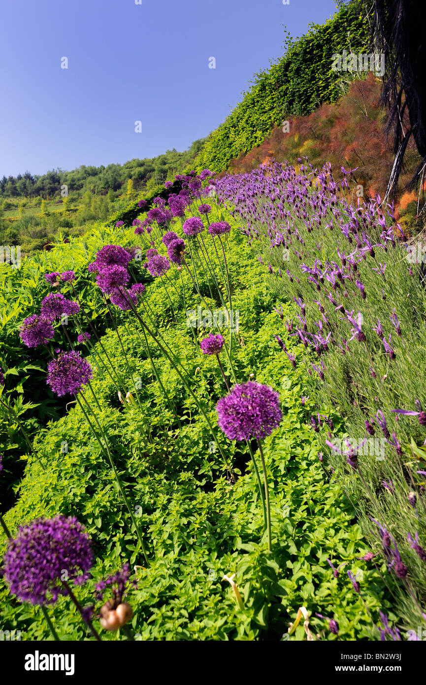 A row of chives and butterfly lavender in flower Stock Photo
