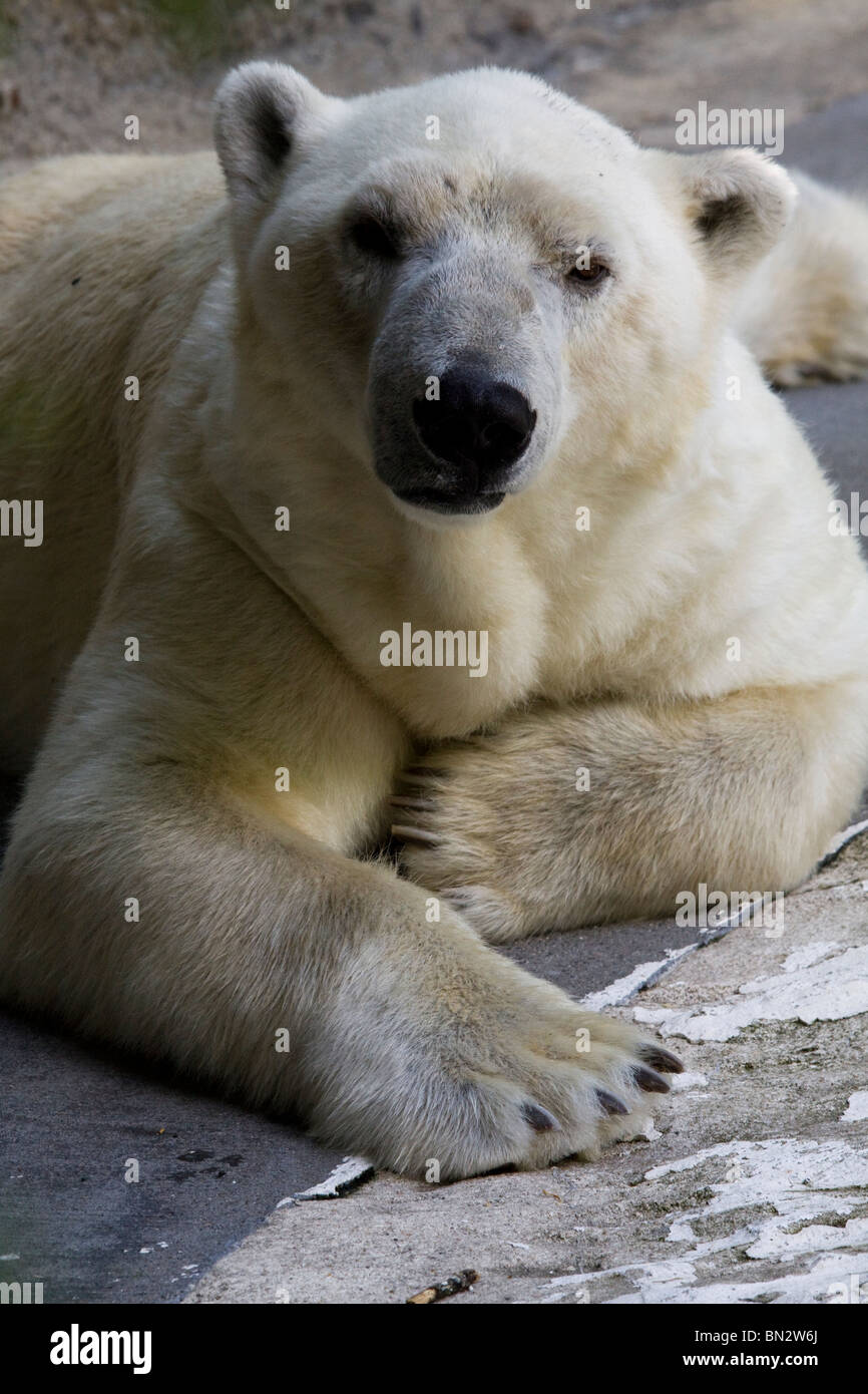 Polar bear, Bronx Zoo Stock Photo - Alamy