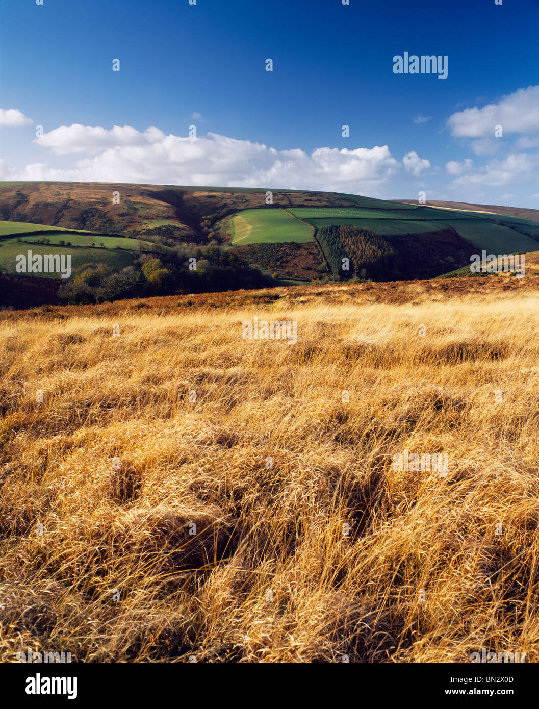 Wilmersham Common and Babe Hill in Exmoor National Park, Porlock, Somerset, England. Stock Photo