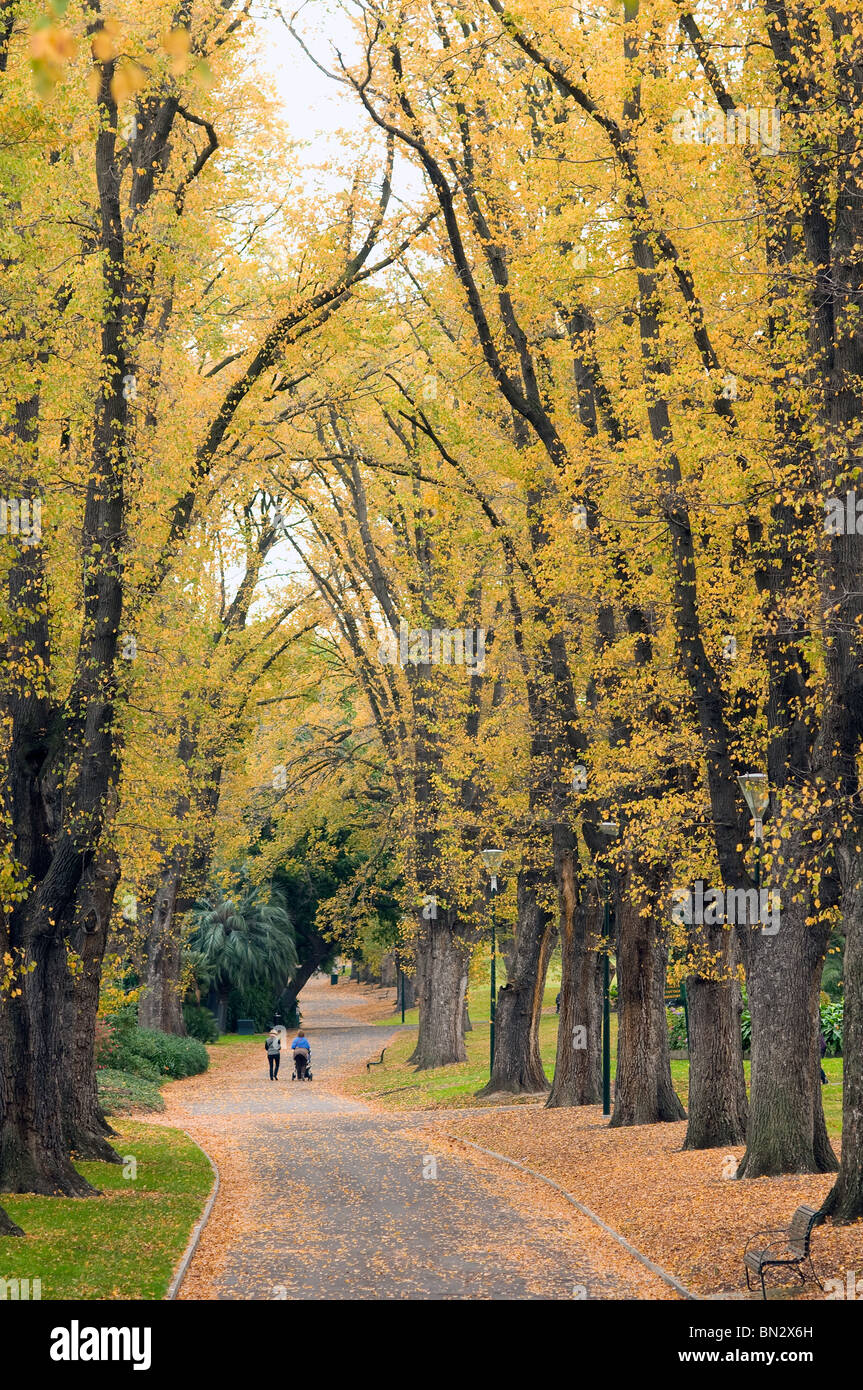 avenue of trees, Fitzroy Gardens, Melbourne, Australia Stock Photo Alamy
