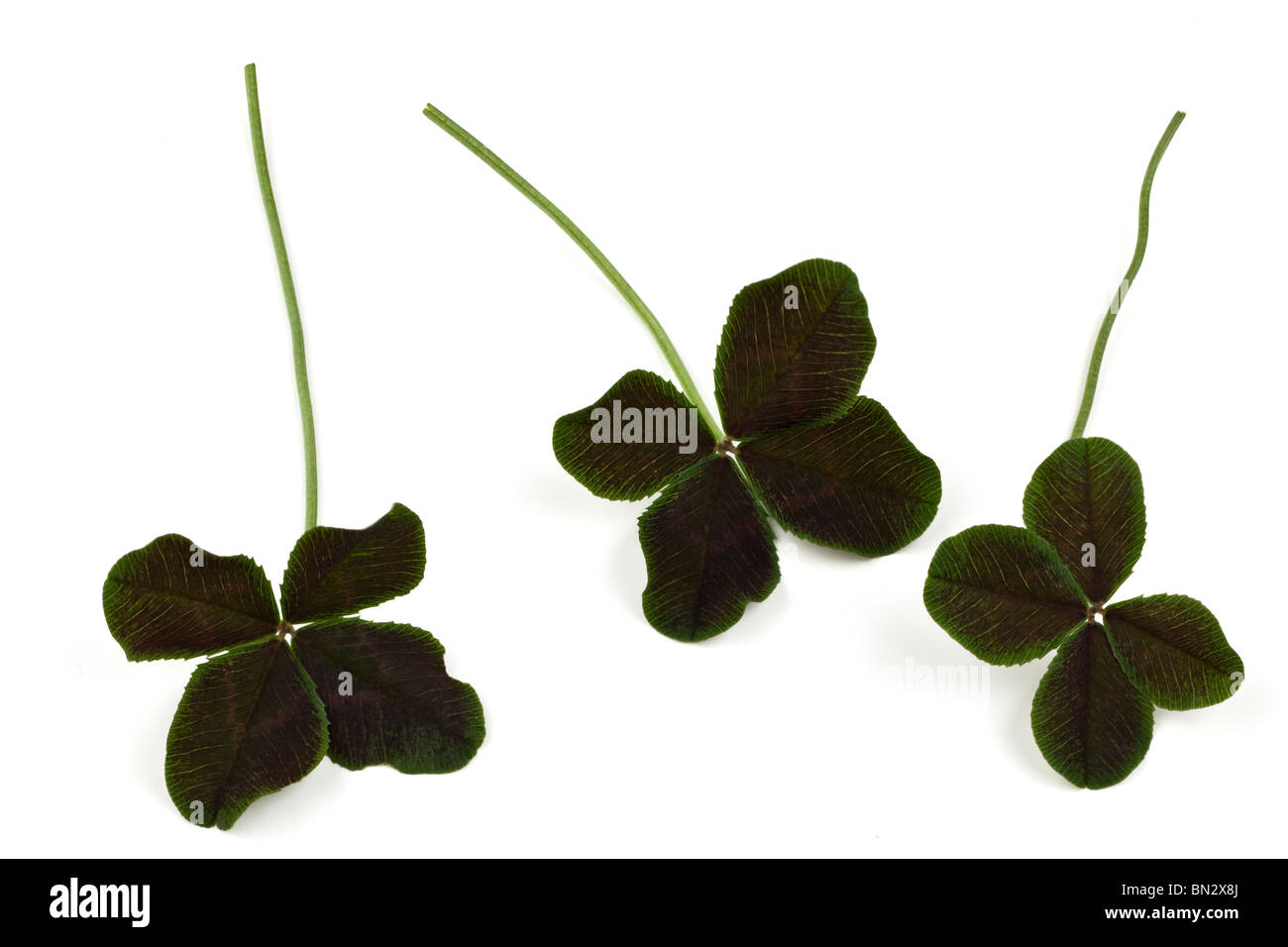 Trifolium Repens Atropurpureum clover leaves Stock Photo