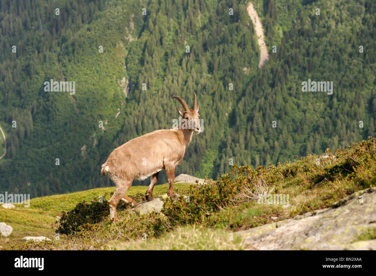 Alpine Ibex (Capra ibex) in the Mont Blanc Massif, near Chamonix-Mont-Blanc, France, Europe Stock Photo