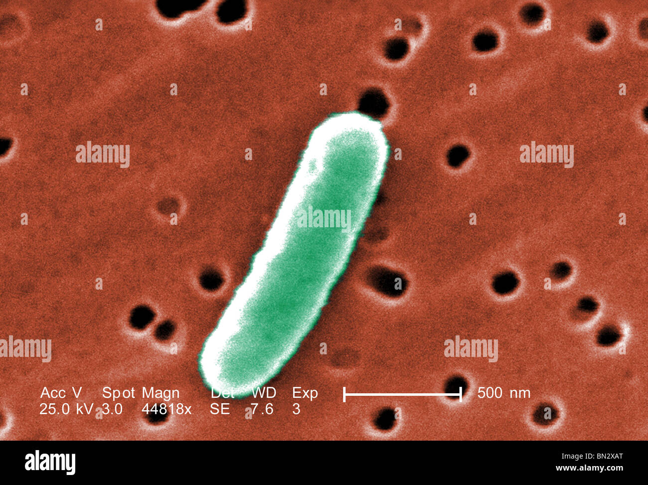 Colorized scanning electron micrograph (SEM) of a a single Gram-negative Escherichia coli bacterium Stock Photo