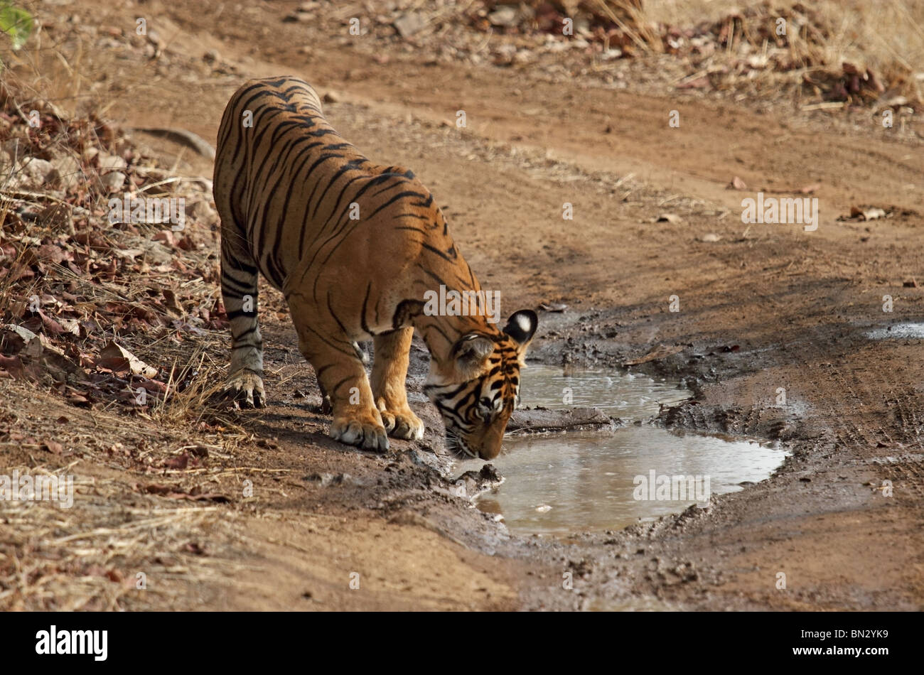Tiger sniffs a small water pool in the middle of the forest road in Ranthambhore National Park, India Stock Photo