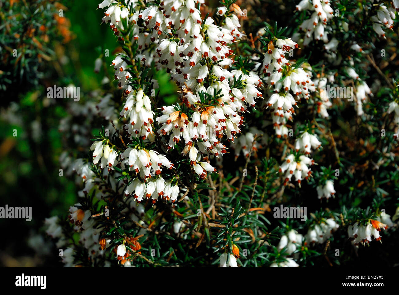 Scottish white heather growing in the wild. Shallow depth of field. Stock Photo