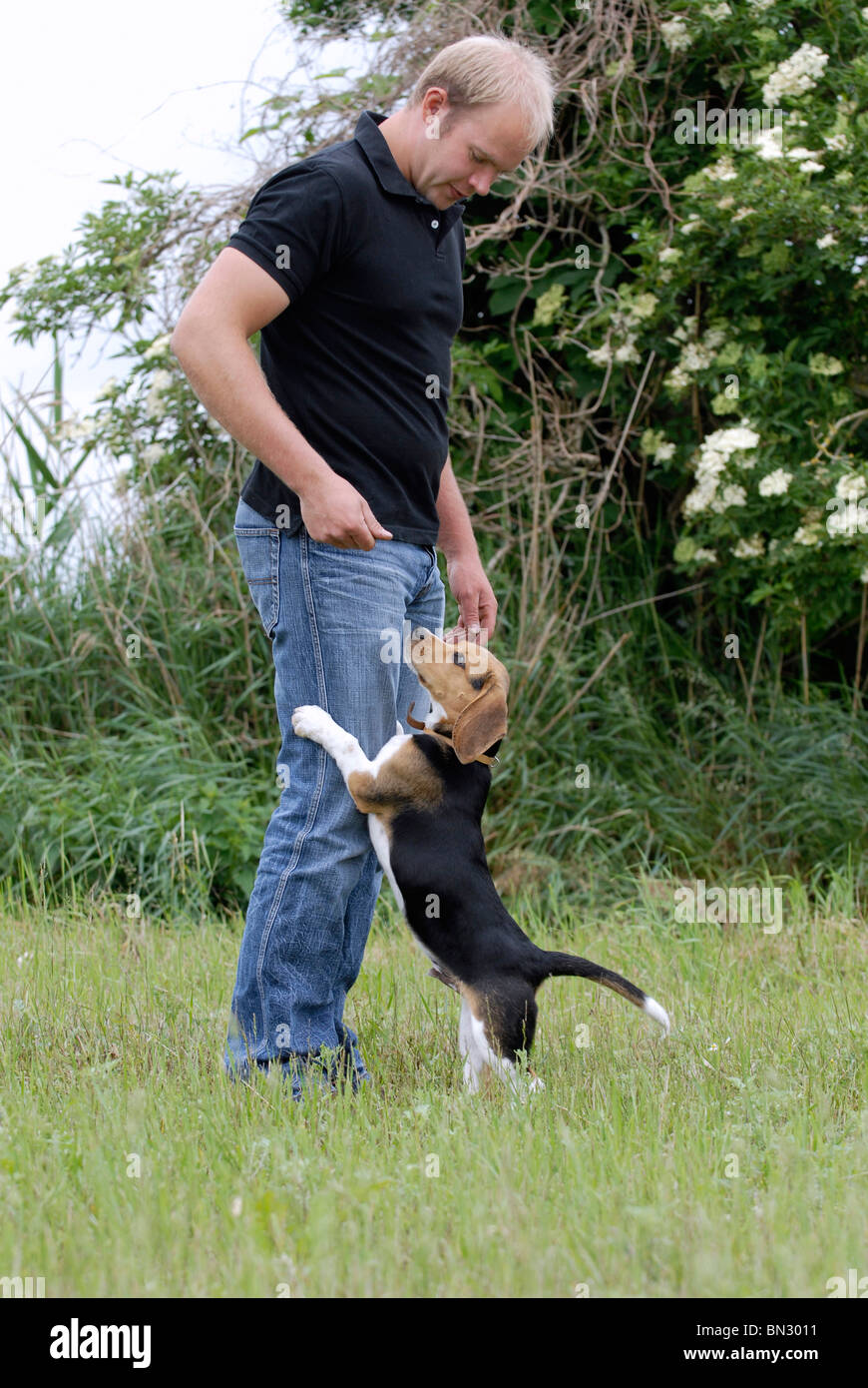 puppy jump at man Stock Photo Alamy