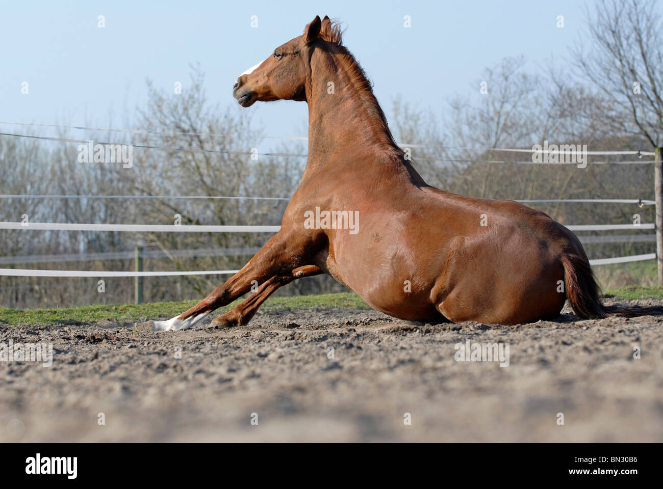 Horse lying sand hi-res stock photography and images - Alamy
