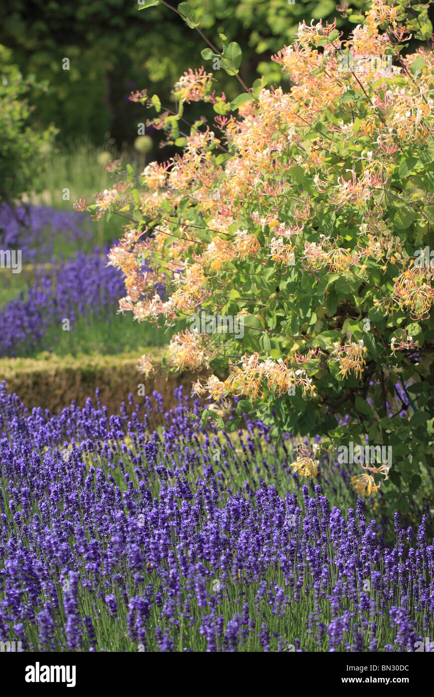Honeysuckle and Lavender in a garden border, England, UK Stock Photo