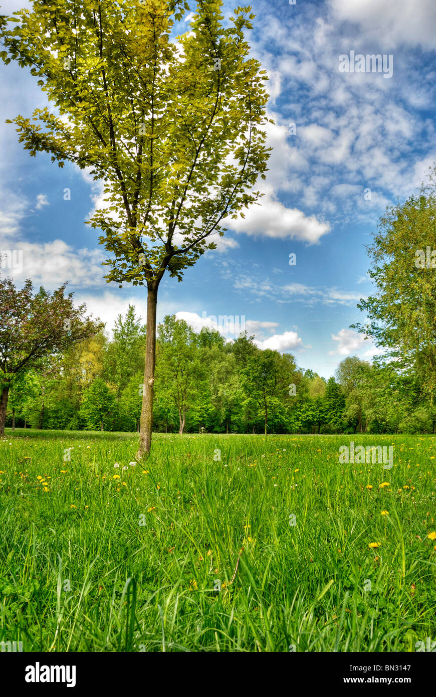 a relaxing landscape with green grass and trees in a sunny day Stock ...