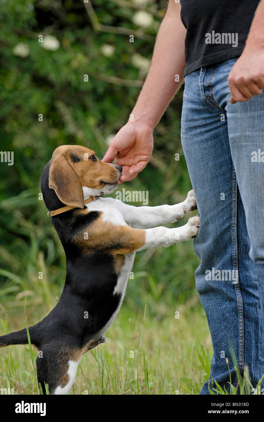puppy jump at man Stock Photo Alamy