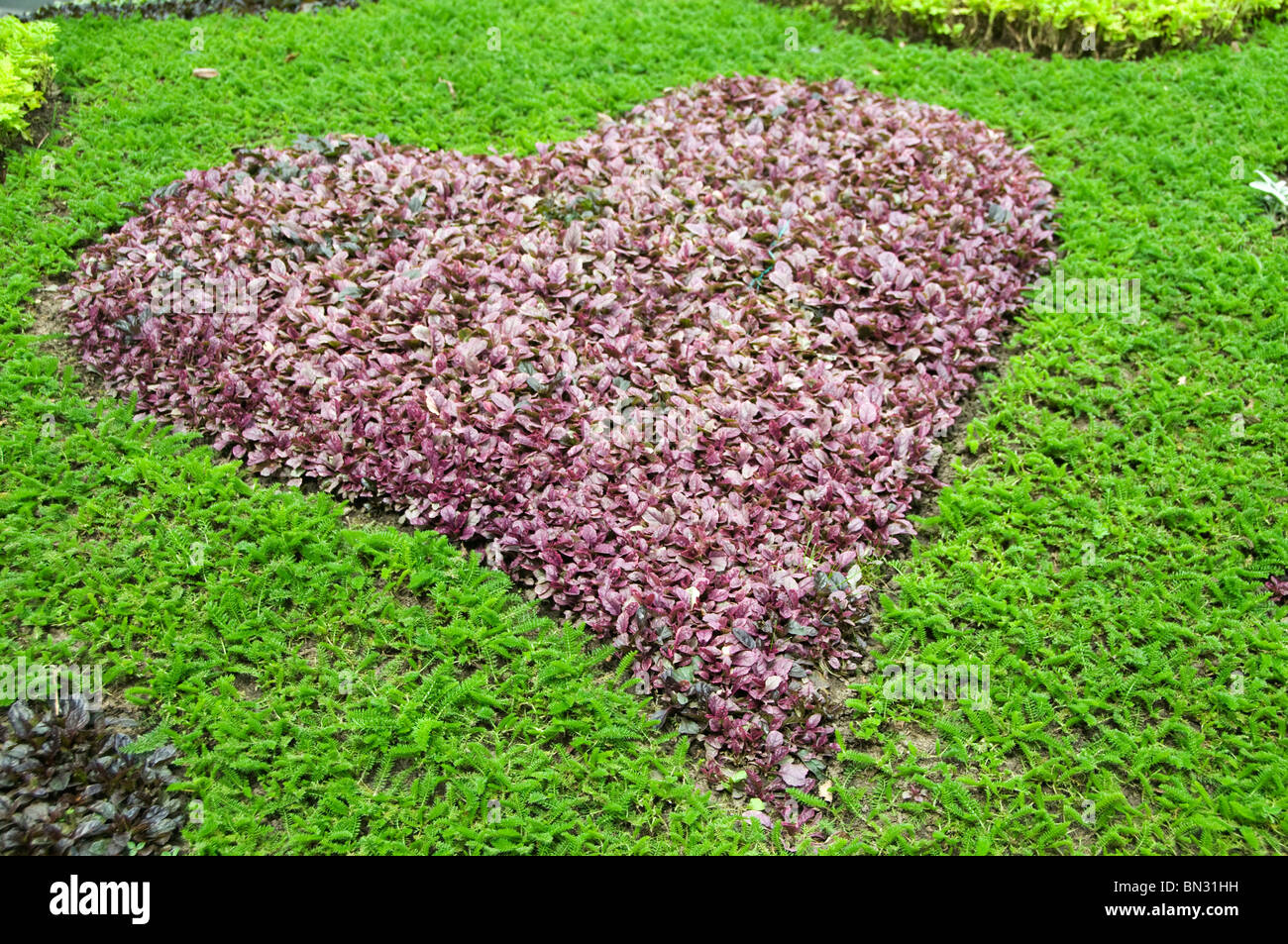Planted municipal garden with green and red plants in a heart shape Stock Photo