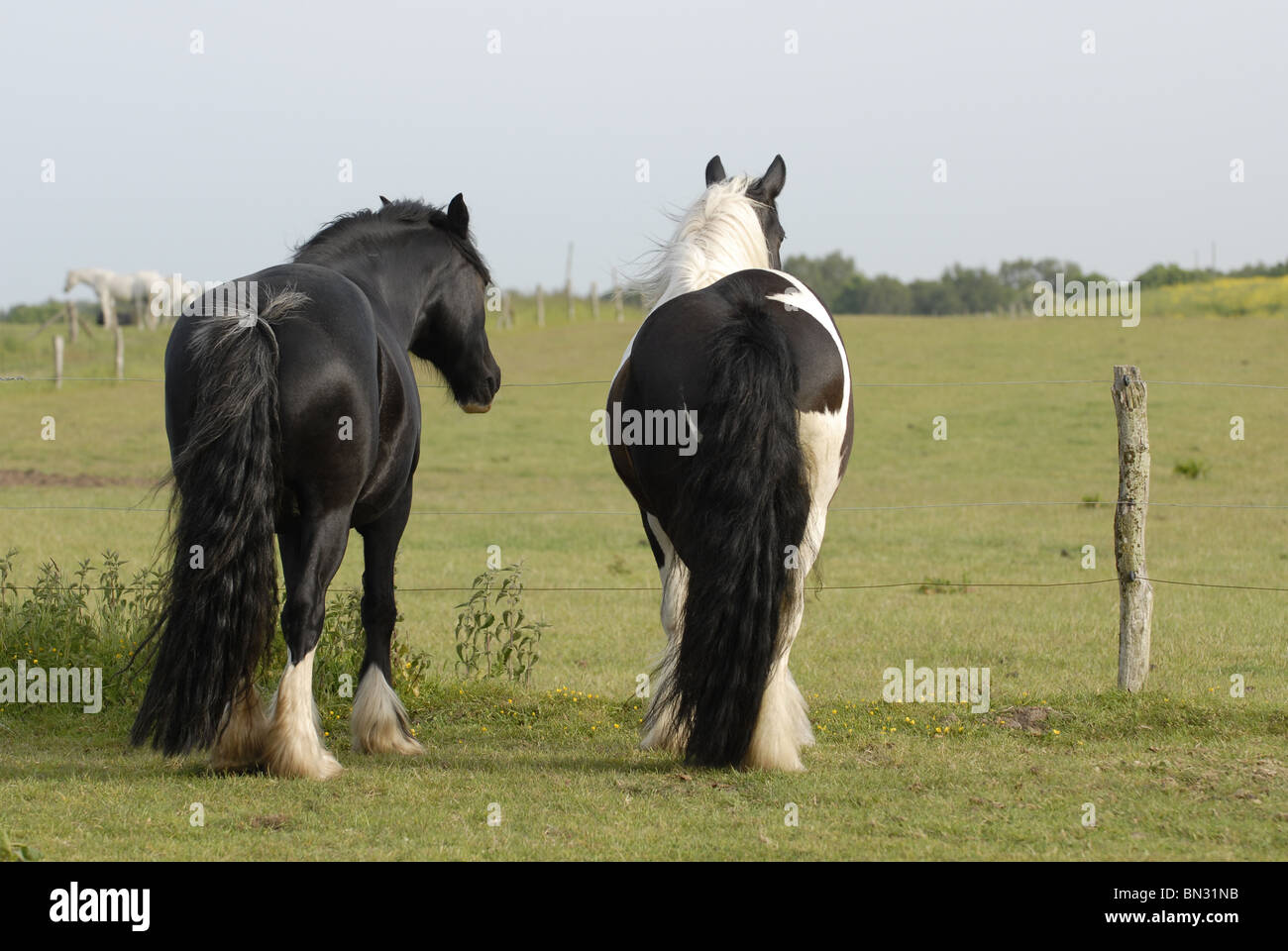 Irish tinker hires stock photography and images Alamy