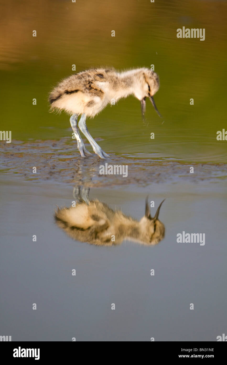 Avocet; Recurvirostra avosetta; chick in water Stock Photo