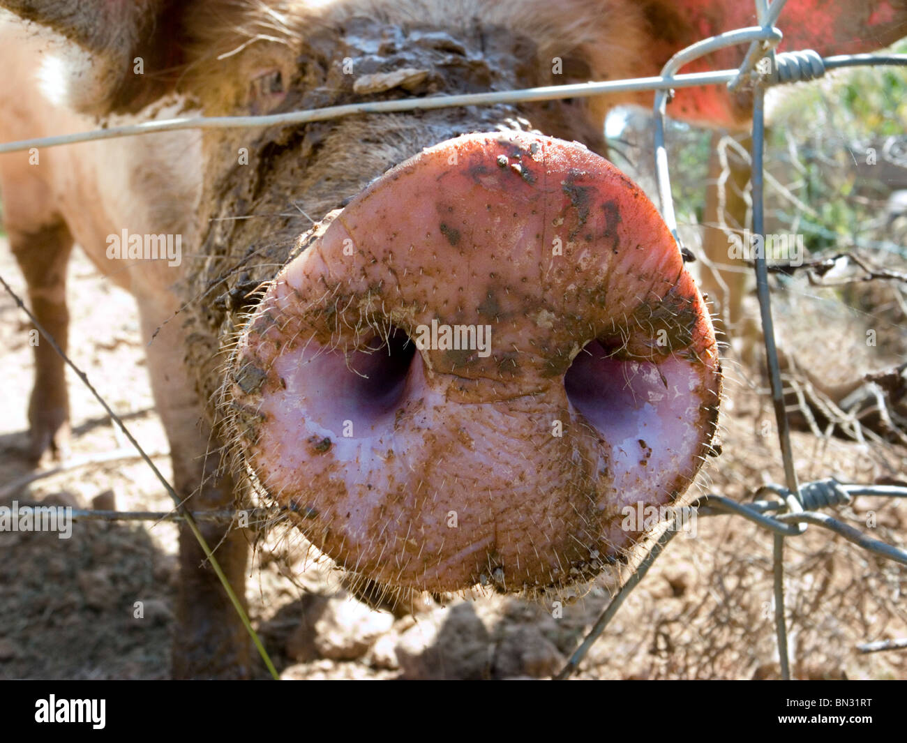 Close-up of pig's snout through fence Stock Photo