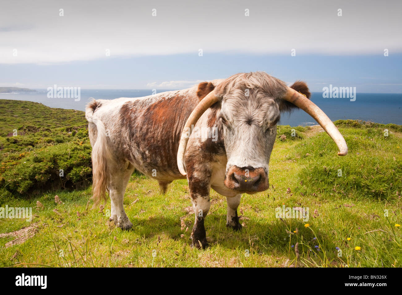 English long Horn cattle being used for conservation grazing to improve the habitat on the Cornish coast near Sennen, Cornwall. Stock Photo