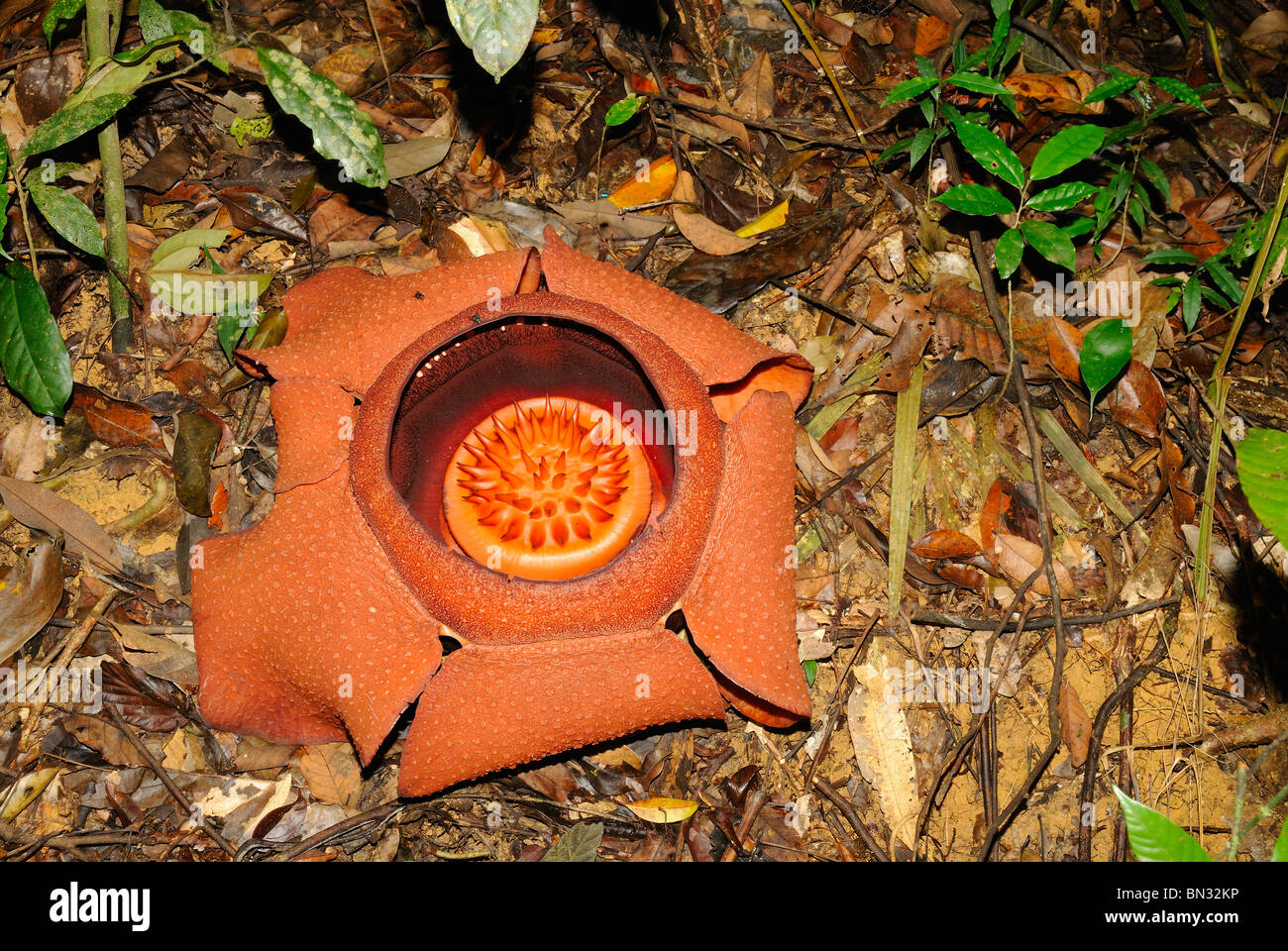 Rafflesia kerrii flower in Khao Sok National Park, Thailand Stock Photo