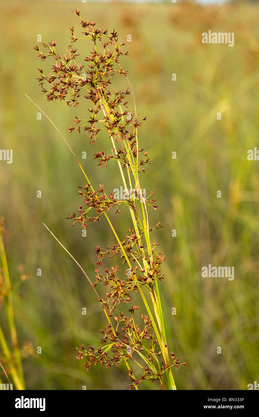 Saw grass flowers bloom in Spring, Everglades National Park, Florida, USA Stock Photo