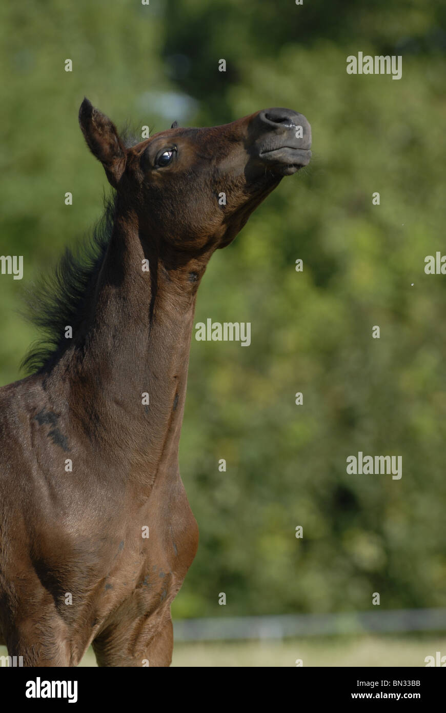 Headshaking horse hires stock photography and images Alamy