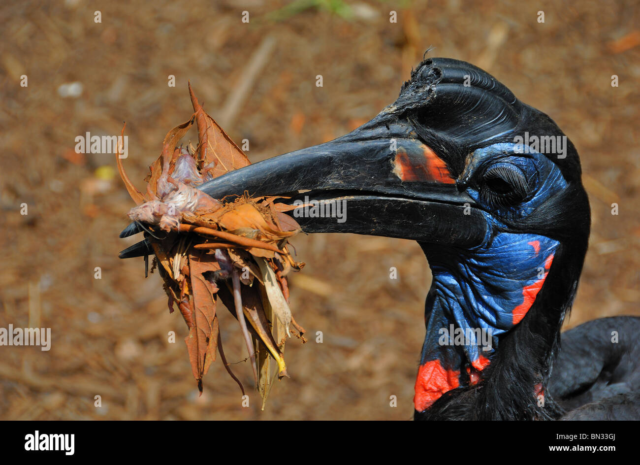 This Abyssinian Ground Hornbill (Bucorvus leadbeateri) has collected nesting foliage and also a snack in the form of a mouse Stock Photo