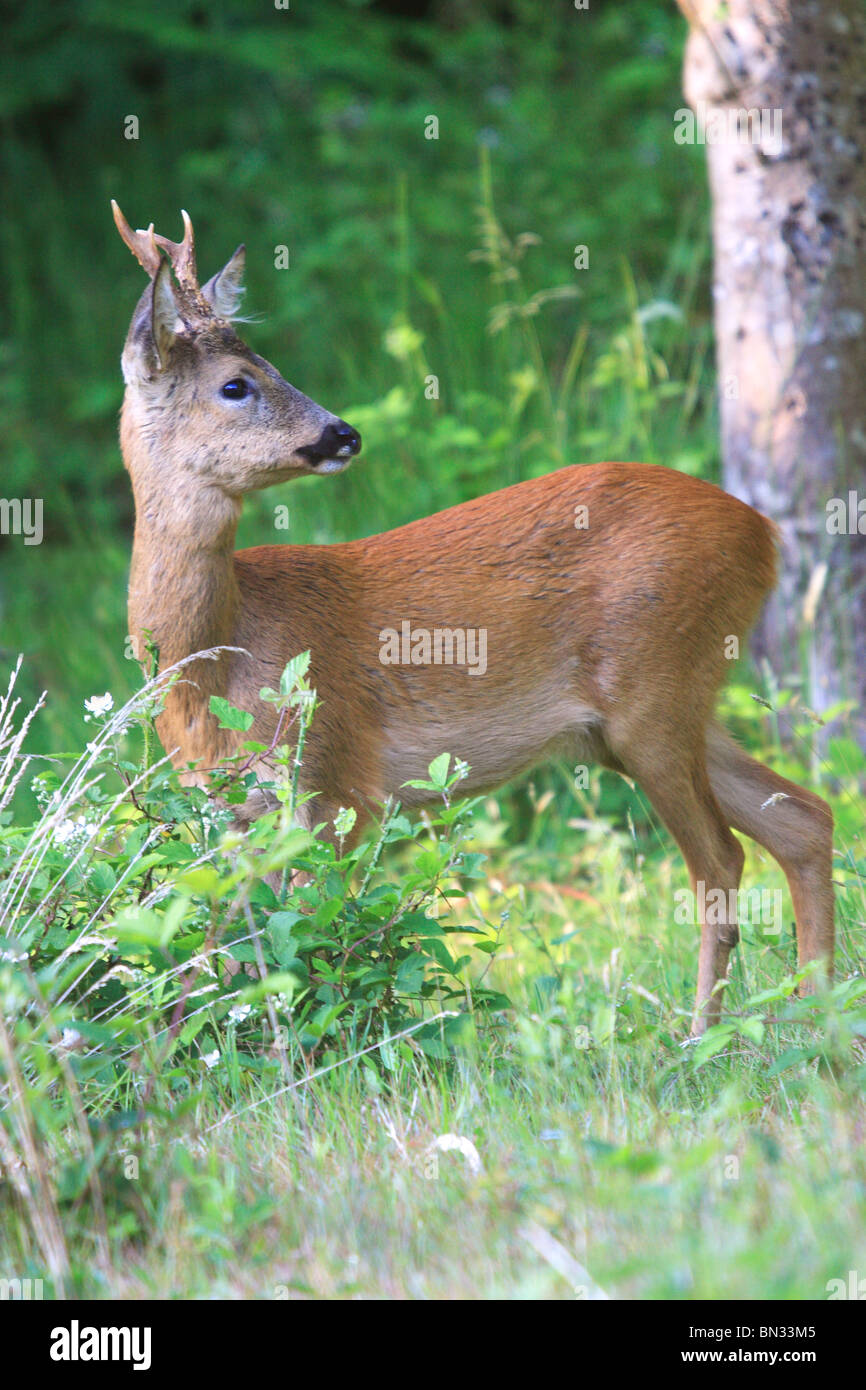 Roe Deer Buck (Capreolus capreolus). Dorset, England. Stock Photo