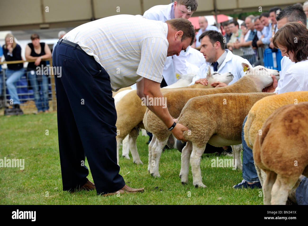 Sheep judging hires stock photography and images Alamy